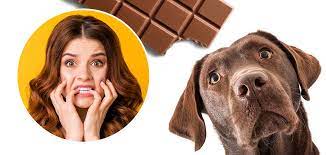 Can dogs eat chocolate?