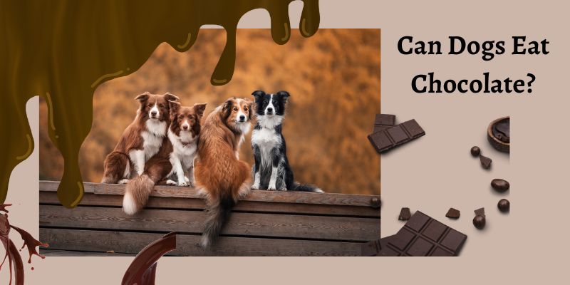 Can dogs eat chocolate?What should I do if my dog eats chocolate?