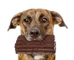 Can dogs eat chocolate?