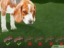 Can dogs eat cicadas?