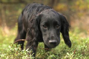 Can dogs eat cicadas?