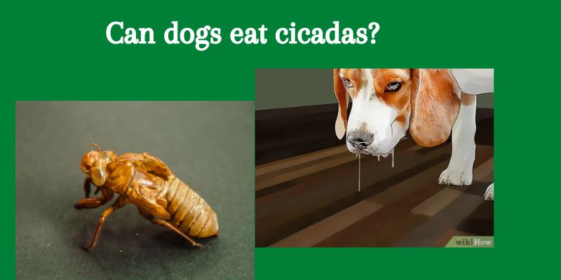 Can dogs eat cicadas?