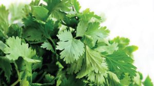 Can dogs eat cilantro?