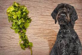 Can dogs eat cilantro?