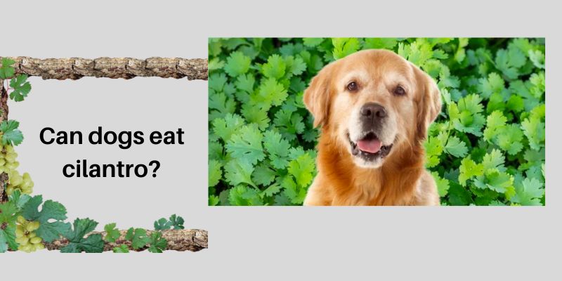 Can dogs eat cilantro?