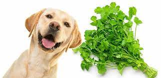 Can dogs eat cilantro?