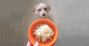 Can dogs eat cold food?