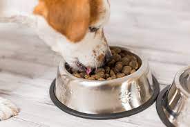 Can dogs eat cold food?