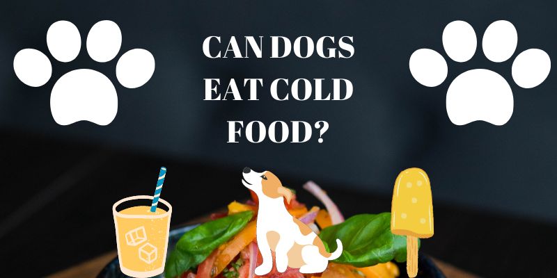 Can dogs eat cold food?