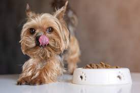 Can dogs eat cold food?