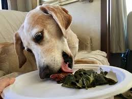 Can dogs eat collard greens?