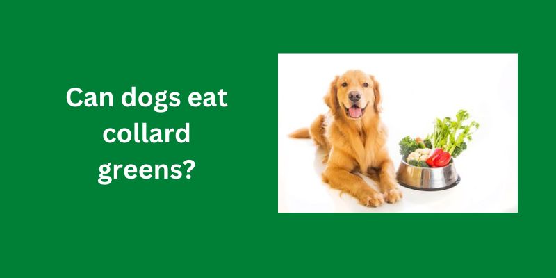 Can dogs eat collard greens?