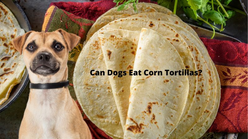 Can Dogs Eat Corn Tortillas?