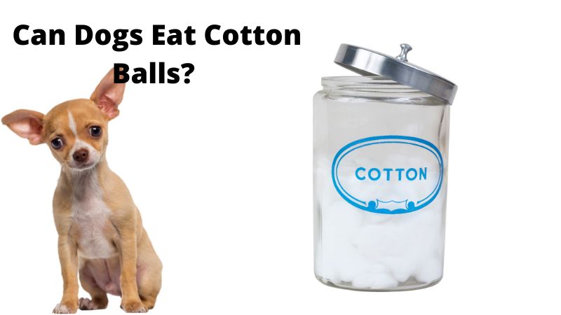 Can Dogs Eat Cotton Balls?