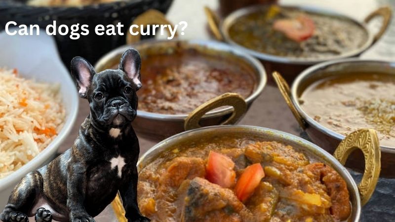 Can dogs eat curry