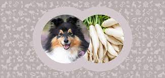 Can dogs eat daikon