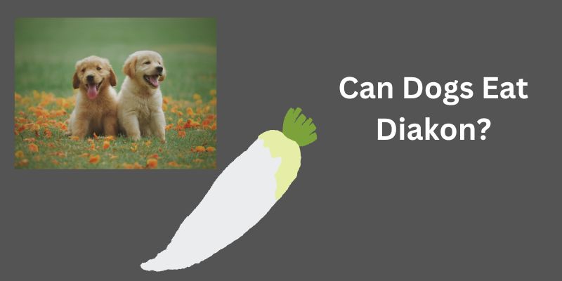 Can dog eat daikon?Our Vet Explains What to Do