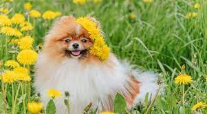 Can dogs eat dandelions?