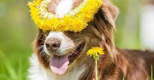 Can dogs eat dandelions?