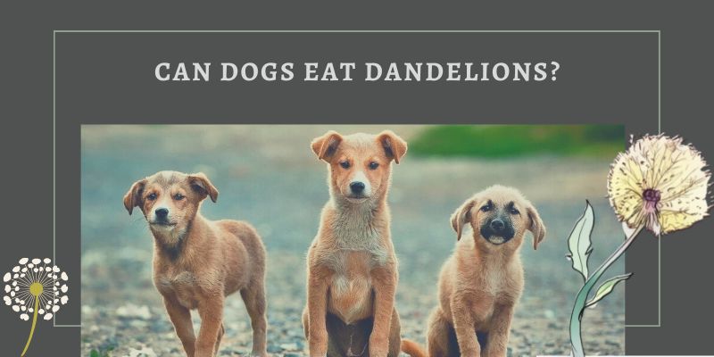 Can dogs eat dandelions?What You Need to Know