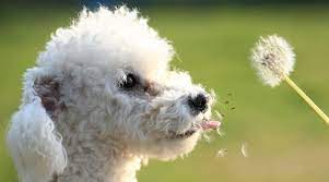 Can dogs eat dandelions?