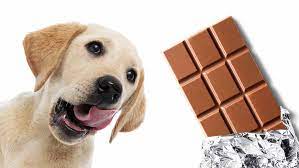 Can dogs eat dark chocolate?