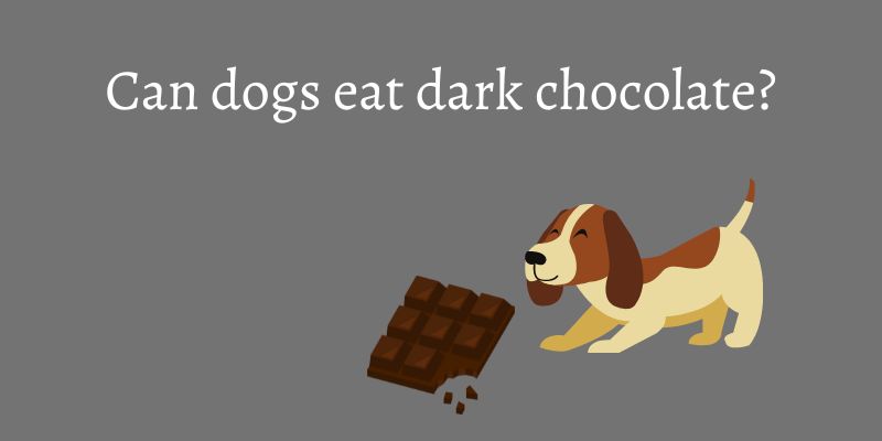 Can dogs eat dark chocolate?What You Need to Know