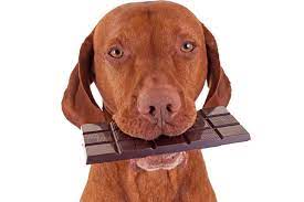 Can dogs eat dark chocolate?