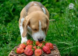 Can dogs eat dates?