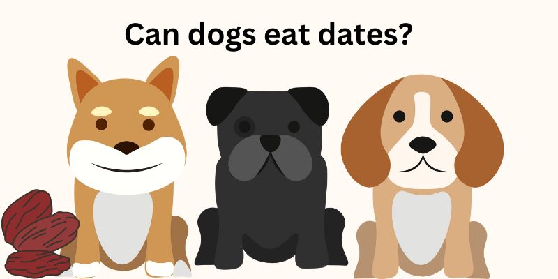 Can dogs eat dates?