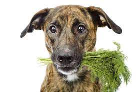 Can dogs eat dill?