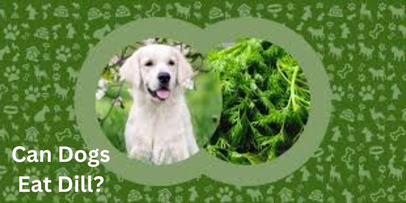 Can dogs eat dill?