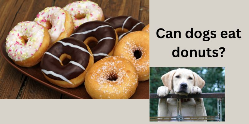 Can dogs eat donuts?