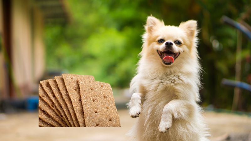 Can dogs eat graham crackers 