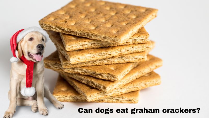 Can dogs eat graham crackers?