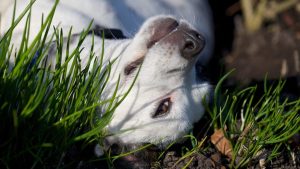 Do dogs eat chives?