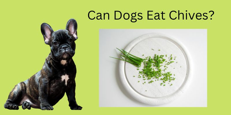 Can dogs eat chives?
