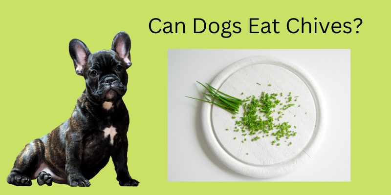 Can dogs eat chives?Vet Reviewed Facts & FAQs