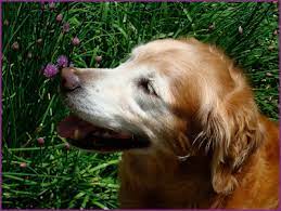 Do dogs eat chives?