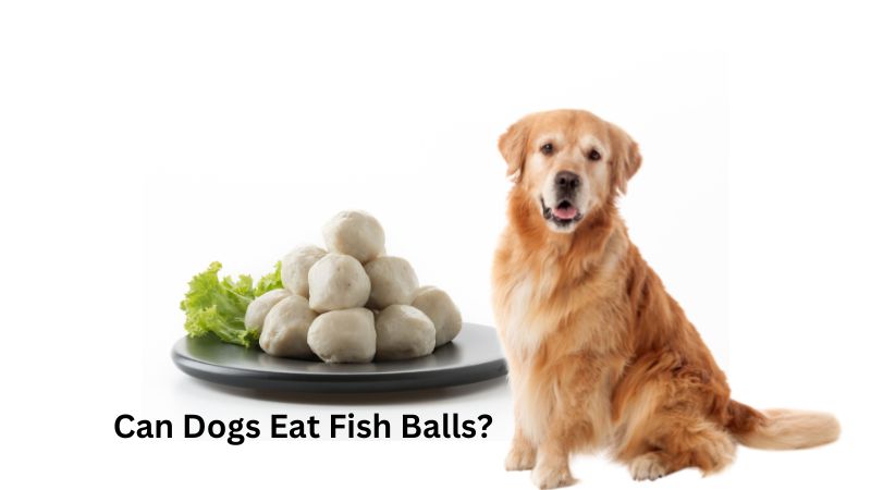 Can DOGS EAT FISH BALLS
