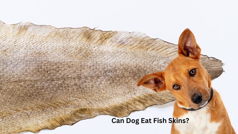 Can Dog Eat Fish Skins?Exploring Safe Treats for Your Furry Friend