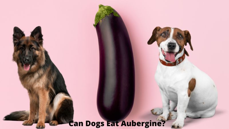 Can Dogs Eat Aubergine?Tips for Feeding Eggplant to Dogs
