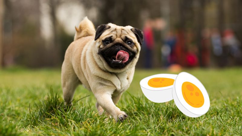 Can Dogs Eat Boiled Eggs