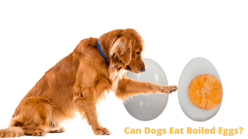 Can Dogs Eat Boiled Eggs