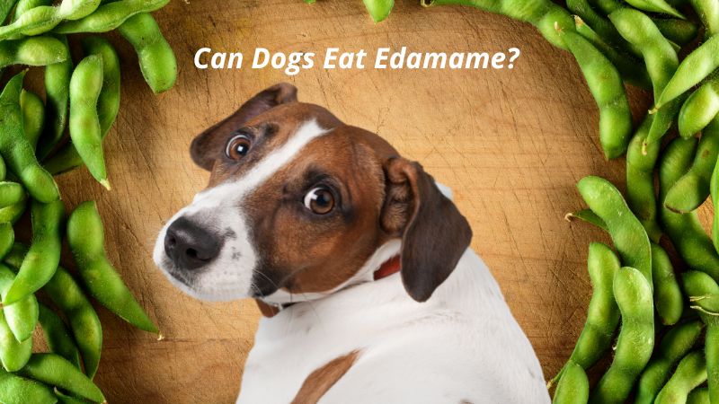 Can Dogs Eat Edamame?Potential Benefits and Health Risks