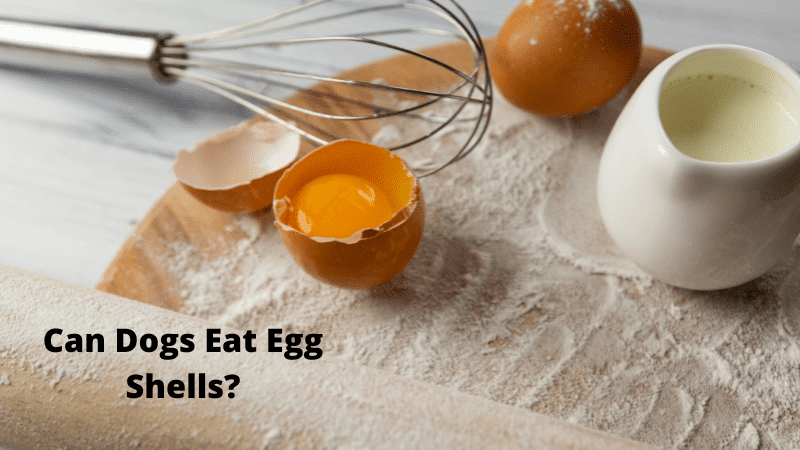 Can Dogs Eat Egg Shells