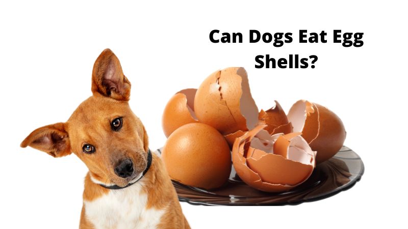 Can Dogs Eat Egg Shells?