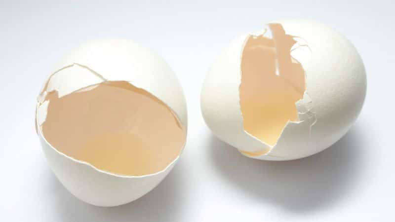 Can Dogs Eat Egg Shells