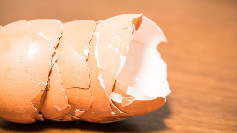 Can Dogs Eat Egg Shells