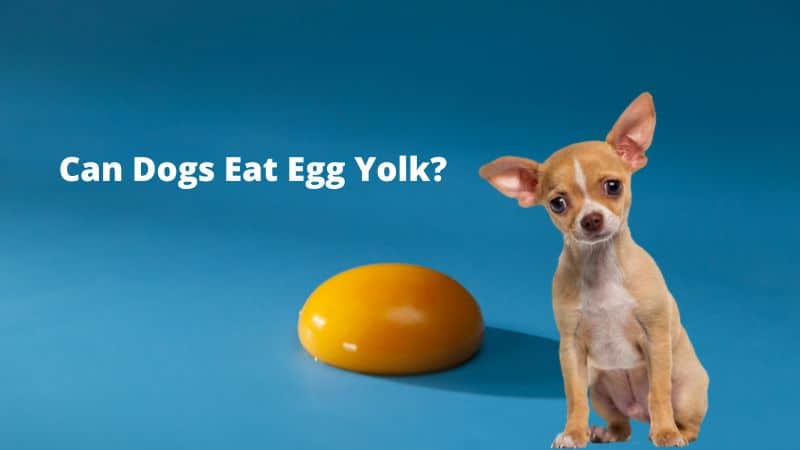 Can Dogs Eat Egg Yolk